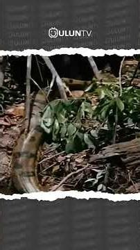 Black panther vs anaconda #uluntv #wildlife #wildtv #short