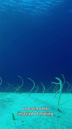 The Alien of the Deep: The Mystery of the "Unborn" Fish