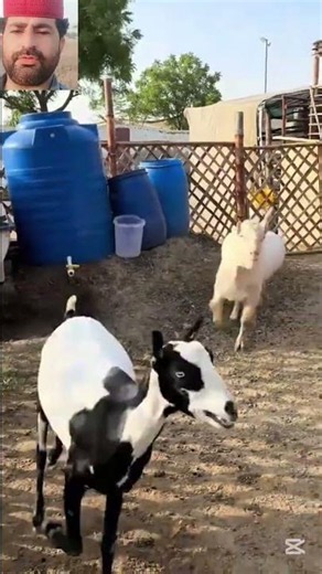 Running Male and Goat 😱🐐#running #male #goat #farming