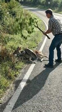 Rescuing a baby deer from a python’s deadly coils on a forest roadside
