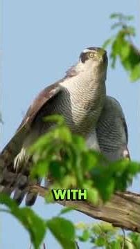 Goshawk – The Fearless Forest Hunter | Fastest Bird Predator in the Wild #wildveill