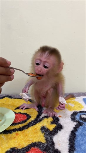 Lovely Newborn Monkey In My Home