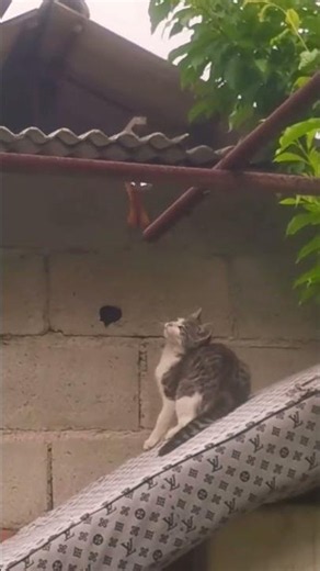 The kitten thought she was the hunter... until the bird had other ideas! 😹🐦💥 #FunnyCats #KittenLife
