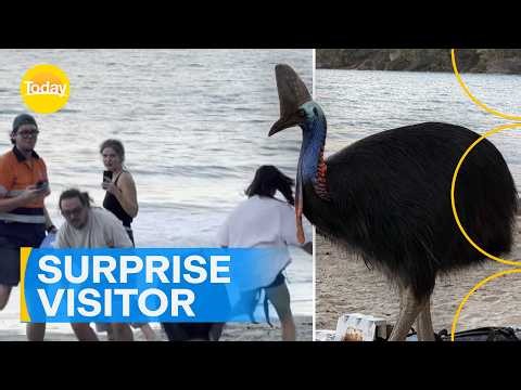 Massive cassowary crashes picnic | Today Show Australia