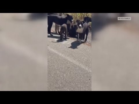 Family says Stockton mother suffered hundreds of wounds in dog attack