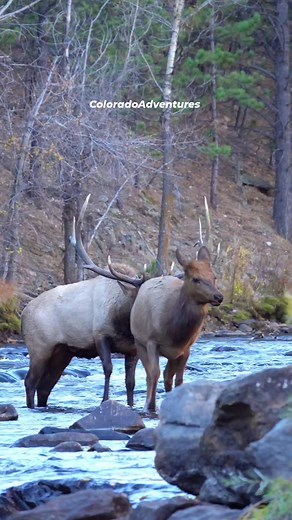 Bull elk in the Big Thompson River. #bullelk #ColoradoAdventures #Colorado #elk #animal | Colorado Adventures
