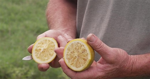 Why Florida oranges are disappearing: Farmers face disease, drought, and disaster