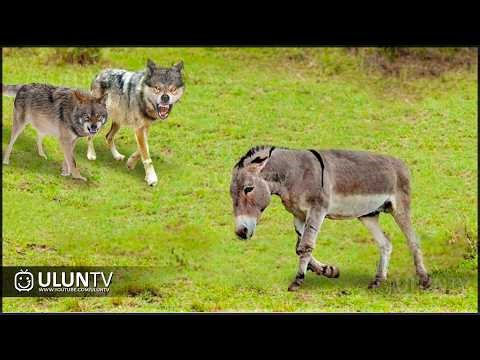 That Wolf Attacked A Donkey! Here's What Happened Next || Predators Who Clearly Mistook Prey