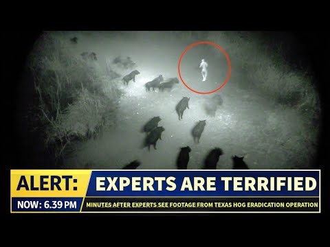 Minutes After Experts See Footage From Texas Hog Eradication Operation, They Start Running