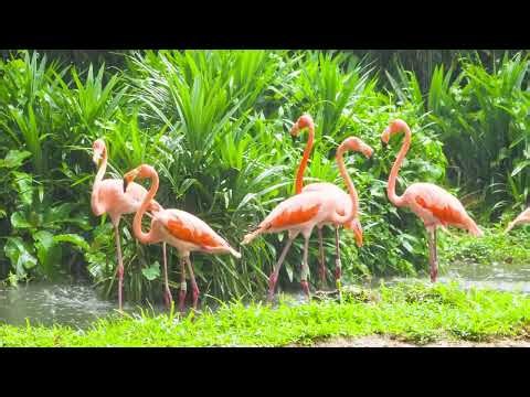 “🦩 Beautiful Flamingo Nature View 😍 Relaxing Wildlife Moments 🌿” #nature #wildlife #birds #viral