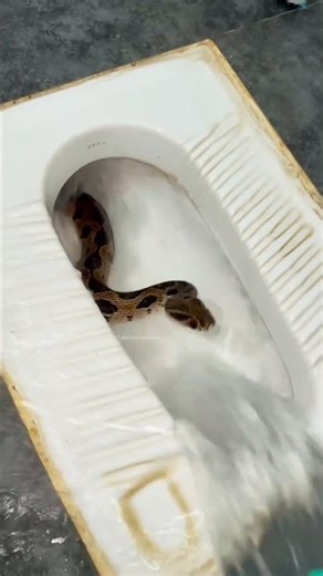 Russell’s Viper Found Inside a Bathroom #naturelovers #animals #snakevideo #wildanimals