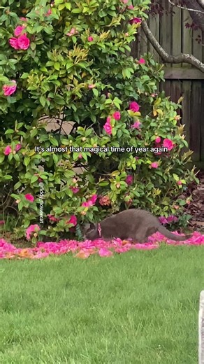Blooming Camellias on the Isle of Man