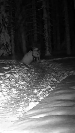 Wolves are apex predators at the top of the food chain. For this reason, domestic dogs are not rivals or threats they need to fear, but can be seen as potential prey in the wild. The law of nature is clear: survival requires feeding. Because dogs can be an easily accessible food source, hunting them is a natural and instinctive behavior for wolves. There are thousands—if not hundreds of thousands—of such examples throughout history. This is not about blaming any side, but about understanding nat