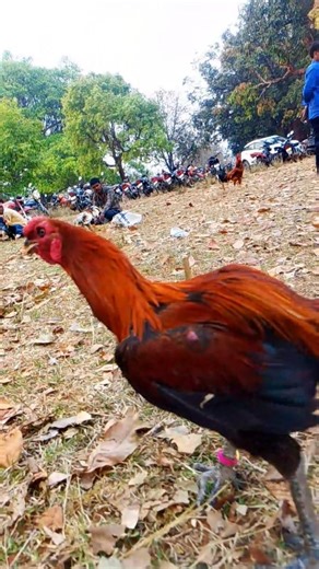 murga very Denger look and fight 🔥#aseel #rooster #murga 🔥