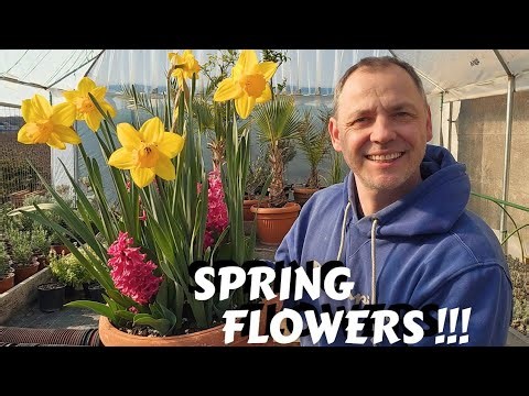 How to grow Spring Bulbs in containers - Results!