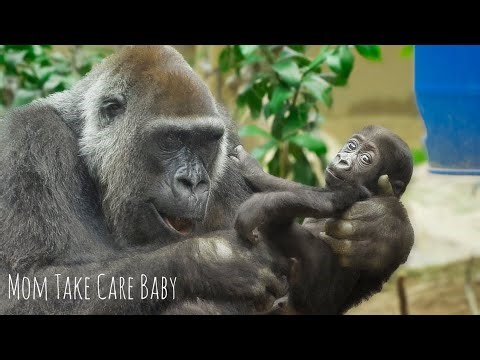 Mom Gorilla Thinking About Her Baby’s Next Step | GENKI & SANTARO | Kyoto Zoo