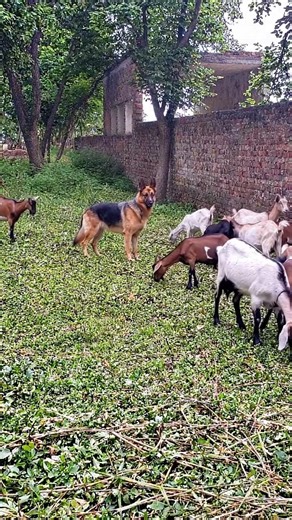 "They Said a Dog Can't Do This… He Proved Them All Wrong 🐕"