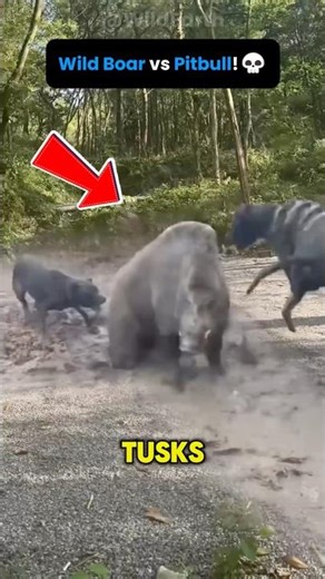 🐗 Why Wild Boars Are So Dangerous!?