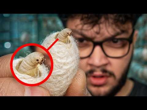 اكتشفت سر أغلى قماش بالعالم