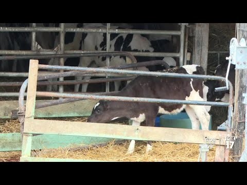 More than 100 cows escape after Tuesday night storm damages Fenwick dairy farm