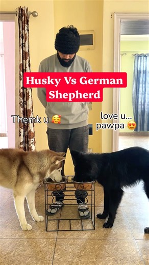 Husky doesn’t like German Shepherd near his food 🚨 #husky #germanshepherd #dogdad #shorts