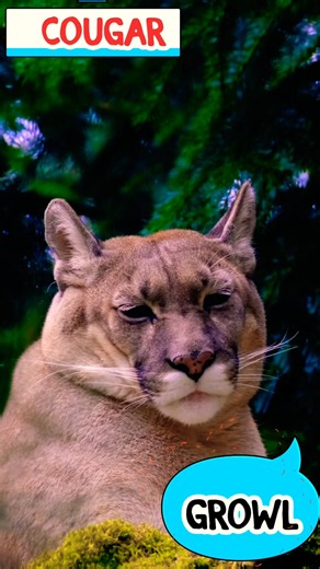 Cougar Animal Sound 🐆 | What Sound Does a Cougar Make? #Shorts