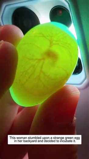 This woman stumbled upon a strange green egg in her backyard and decided to incubate it.