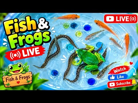 WHAT WAS THAT MOVE?!😯😯 Aquarium_Fish_Surprises_ASMR 1