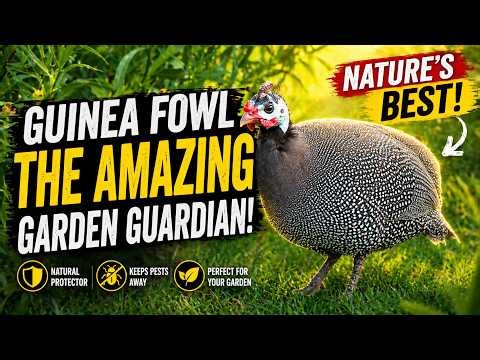 Guinea Fowl – The Amazing Garden Guardian | Nature’s Best Protector!