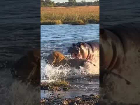 Watch a fierce hippo challenge two lions crossing the river