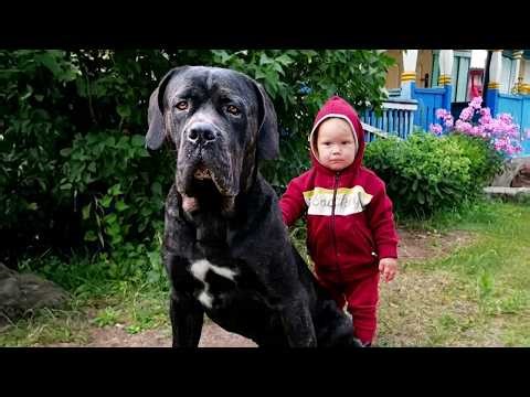 Dogs Protecting Their Owners! 🐕