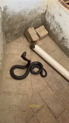 king Cobra 🐍 with nevla eating video #wildlife #snake #kingcobra #cobra #viralshorts #mongoose