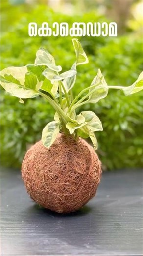 ഗാർഡൻ ഭംഗി കൂട്ടാം ❤️#garden #kokedama