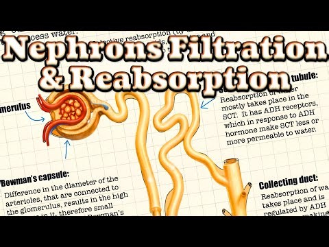 Nephron Filtration & Reabsorption - Parts of Nephron & their Functions - ADH • Human Physiology