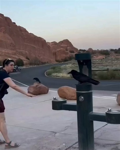 This crow’s bloodline is going to remember this woman for generations.