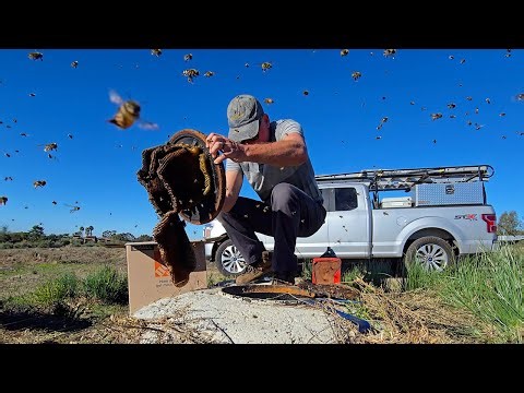 Rescuing Bees During Winter in a T-Shirt | 3 Bee Hives | VLOG