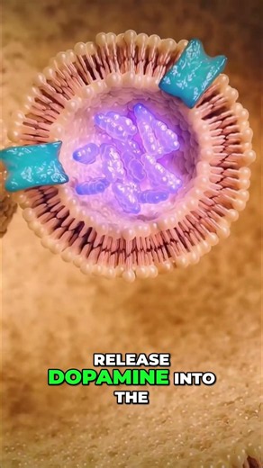 Dopamine Release Explained: Neuron Communication Breakthrough! #shorts
