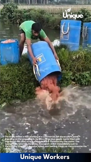 Fish Farming Feed: Man Dumping a Barrel of Meat Scraps into a Fish Pond