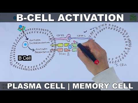 B Cell Activation | T-Dependent vs T-Independent