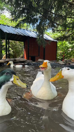 Dinky the Duckling: Cute Baby Duck Moments Compilation