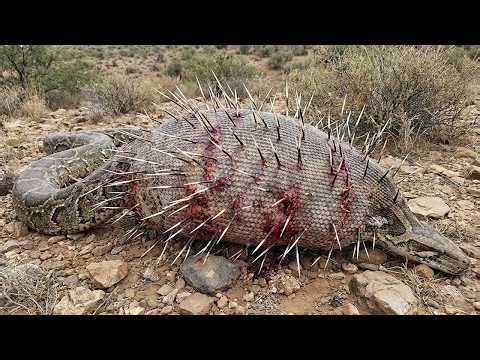Porcupines vs Pythons: Florida's Desperate Gamble