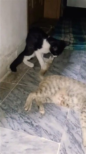 😻 Cats Playing With Each Other's Tails! So Cute & Funny 😂🐱 #Shorts