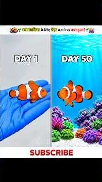 What Happens If You Build A Marine Ecosystem For An Injured Clownfish? 🐠