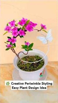 Periwinkle (Sadabahar) Creative Shape 🌿 | Simple Plant Styling Idea at Home #shorts #ourplants