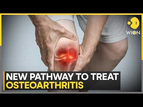 Menstrual Blood Breakthrough? New Hope for Osteoarthritis Treatment, Study Finds | WION