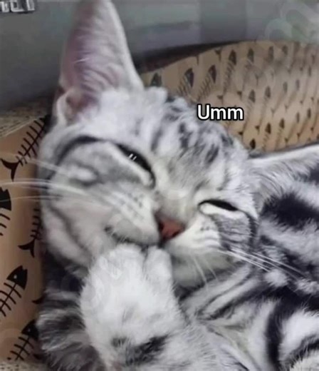 Funny Cat Memes Featuring Georgieebom