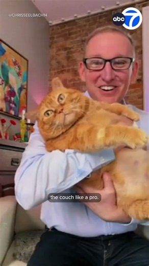 25-pound cat finds forever home and a healthier lifestyle