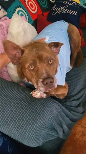 Introducing our newest foster Gizmo #gizmo #adoptme #fosterdogs #fostermom #theanimalpad