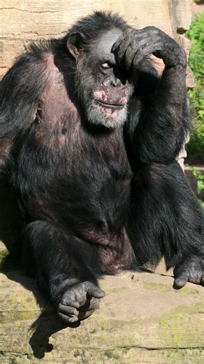 A Chimpanzee Can Weigh Up to 120 Pounds