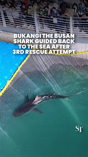 South Korea officials guide Bukangi the shark out of Busan canal